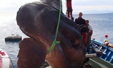 Un pește gigant, de 2 tone, a fost prins în largul exclavei spaniole Ceuta - VIDEO