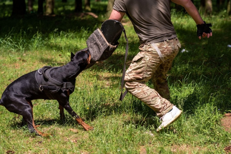 Doberman with a cynologist, in attack training, in the face. High quality photo