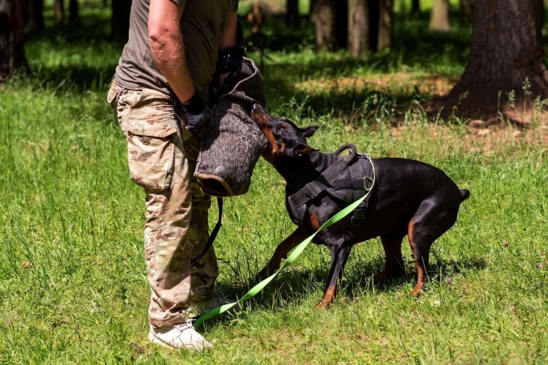 Doberman with a cynologist, in attack training, in the face. High quality photo