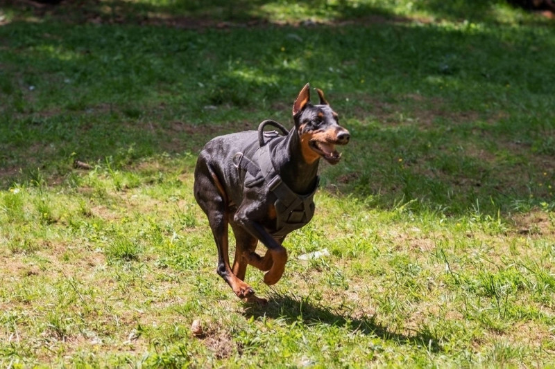 Doberman with a cynologist, in attack training, in the face. High quality photo