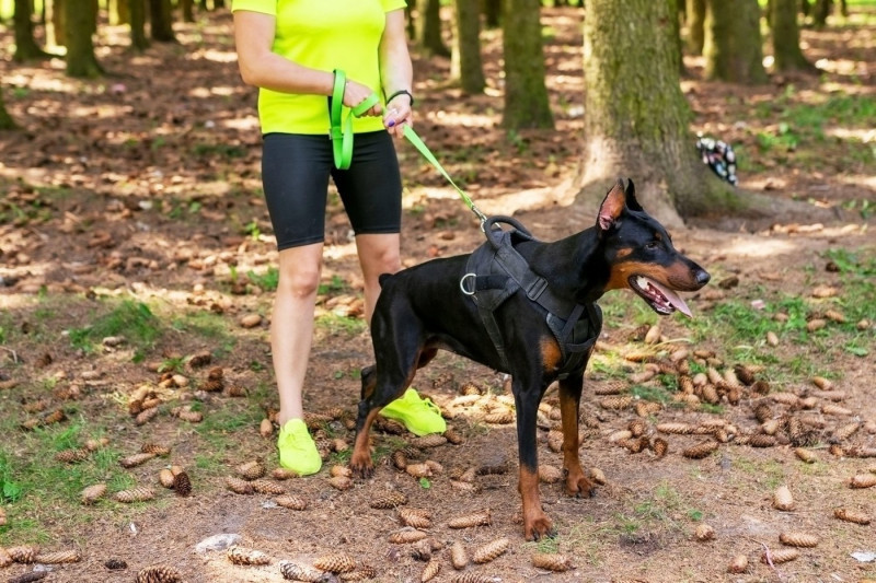 Doberman with a cynologist, in attack training, in the face. High quality photo