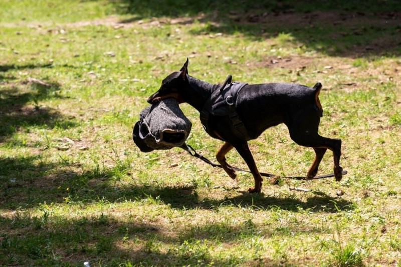 Doberman with a cynologist, in attack training, in the face. High quality photo