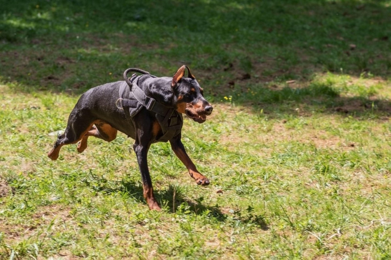 Doberman with a cynologist, in attack training, in the face. High quality photo