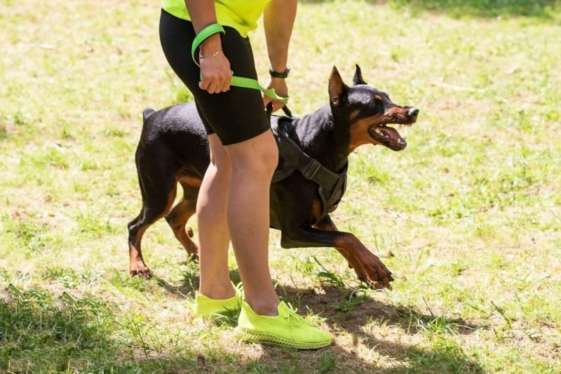 Doberman with a cynologist, in attack training, in the face. High quality photo