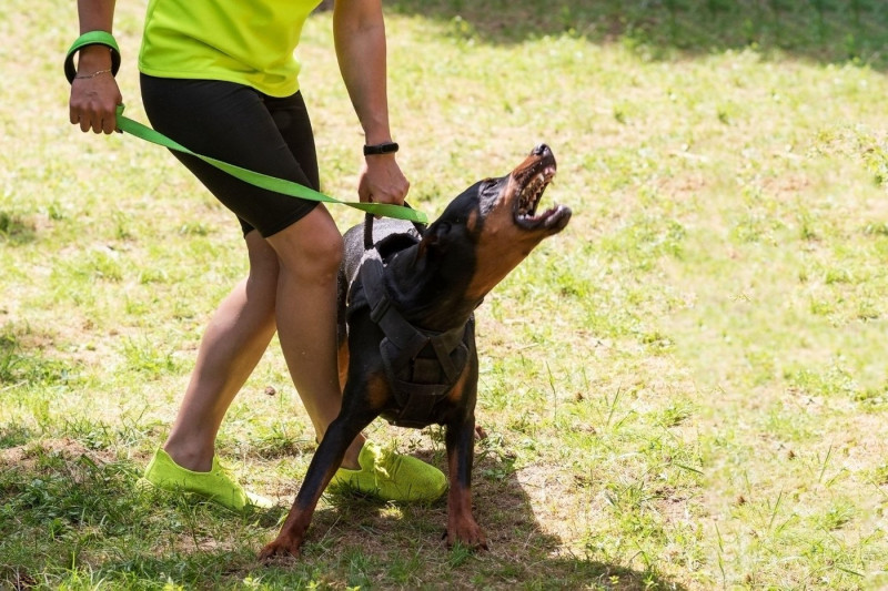 Doberman with a cynologist, in attack training, in the face. High quality photo