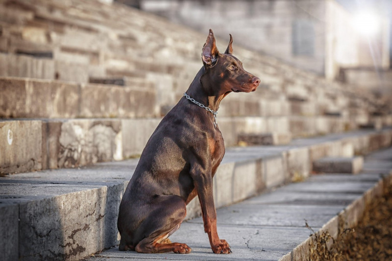 Doberman Pinscher in the city