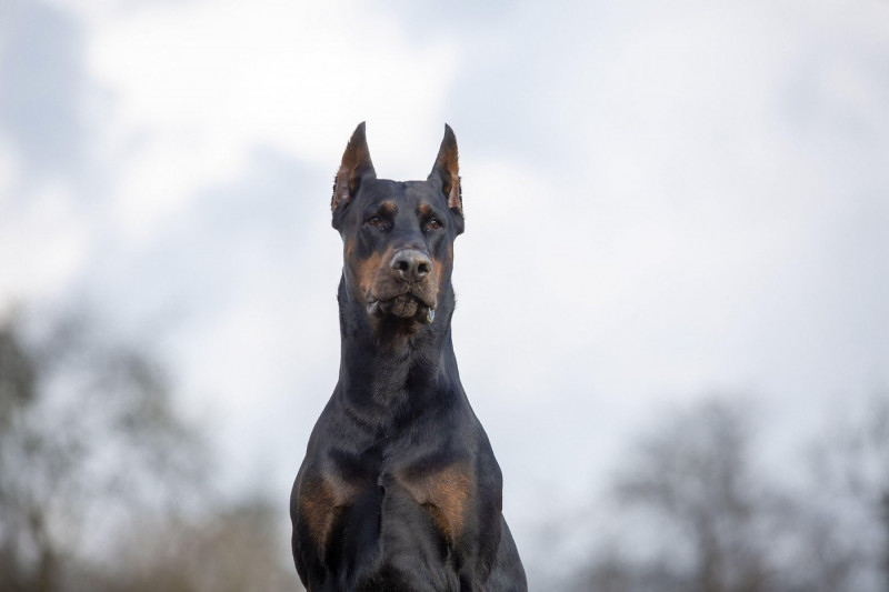 cropped and docked male Doberman pinscher