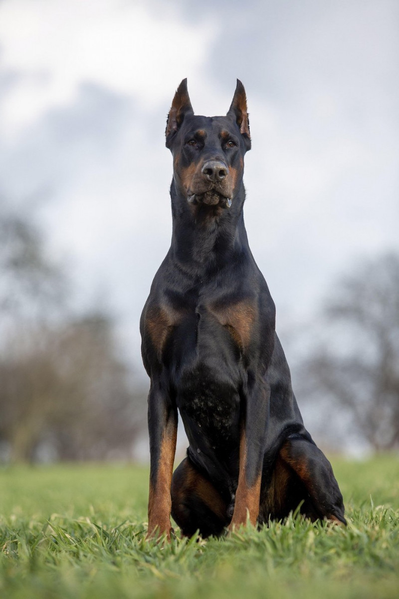 cropped and docked male Doberman pinscher