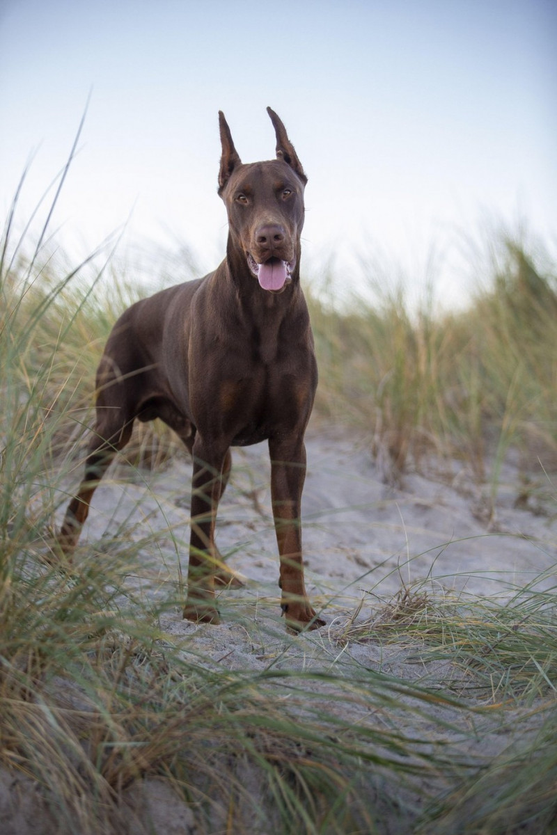 Doberman Pinscher at the baltic sea