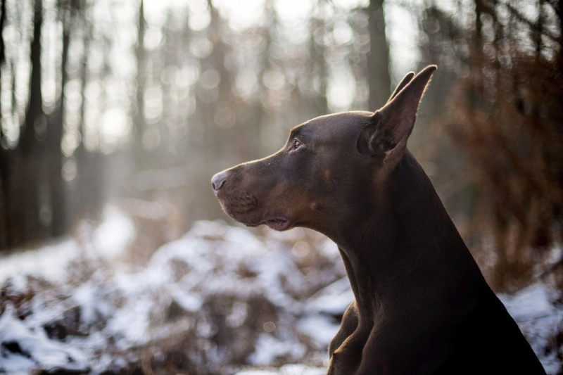 Doberman Pinscher in winter