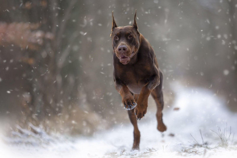 Doberman Pinscher in winter