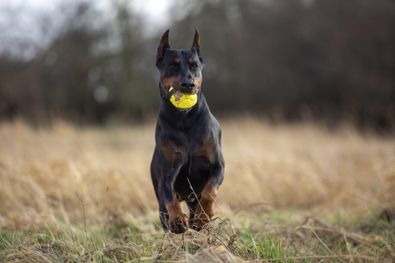 cropped and docked male Doberman pinscher