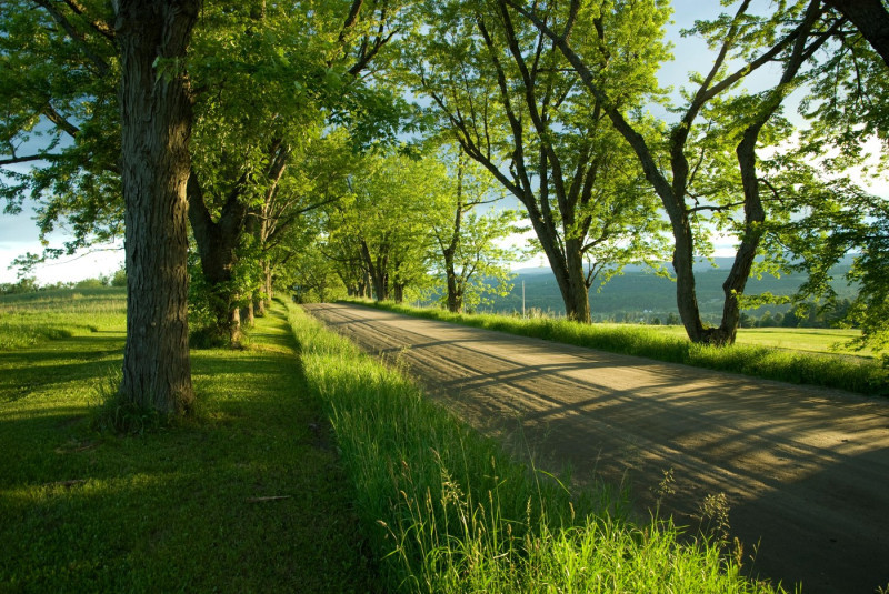 Colorful twilight scene of green trees and a dirt road along Darling Hill Road in the town of Lyndonville in the Northeast Kingdom of Vermont.