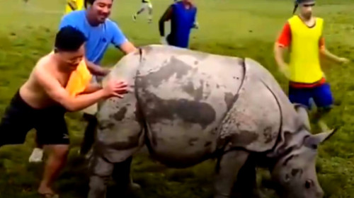 Imagini nemaivăzute! Un rinocer a intrat pe teren în timpul unui meci de fotbal