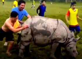 FOTO Imagini nemaivăzute! Un rinocer a intrat pe teren la un meci de fotbal. Cum s-a terminat totul