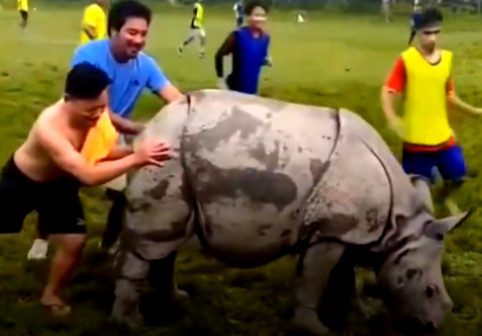 FOTO Imagini nemaivăzute! Un rinocer a intrat pe teren la un meci de fotbal