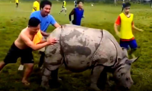 FOTO Imagini nemaivăzute! Un rinocer a intrat pe teren la un meci de fotbal. Cum s-a terminat totul