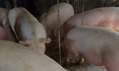 „Marfă de casă. Primim avans pentru masa de Crăciun”. Țăranii se plâng că vând porcul „de țară” pe pierdere