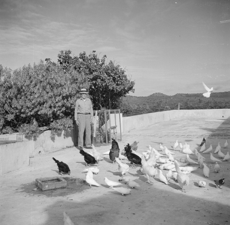 Journey to Suriname and the Netherlands Antilles Description: The farmer J. W.J. van de Linde with his chickens and pigeons at country house Savonet on Curaçao Date: 1947 Location: Curaçao Keywords: pigeons, chickens Personal name : Linde Schotborgh, J.W.