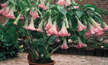 „Plantele zombie" din grădina lui Epstein. Noi documente sugerează interesul pentru o substanță care ar anula voința victimelor