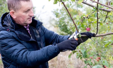 Amendă 1.500 lei dacă ai tăiat pomii și ai aruncat crengile. Poți să le pui la tomberon?