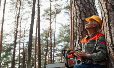 Amendă 10.000 lei dacă tai un tip de pom fără aprobare de la primărie. Ce faci dacă copacul este bătrân?