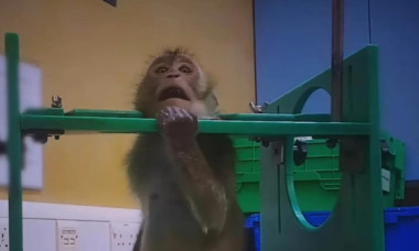 Imagini greu de privit filmate într-un centru de teste pe animale. Un fost angajat mărturisește că încă e ”bântuit" de țipete