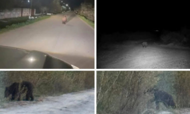 Cum au ajuns urșii unde nici bătrânii satului nu-și amintesc să mai fi fost vreodată