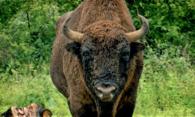 Un zimbru de aproape o tonă a fost găsit fără cap la Măgura Ilvei. Ce suspiciuni au autoritățile în legătură cu moartea animalului