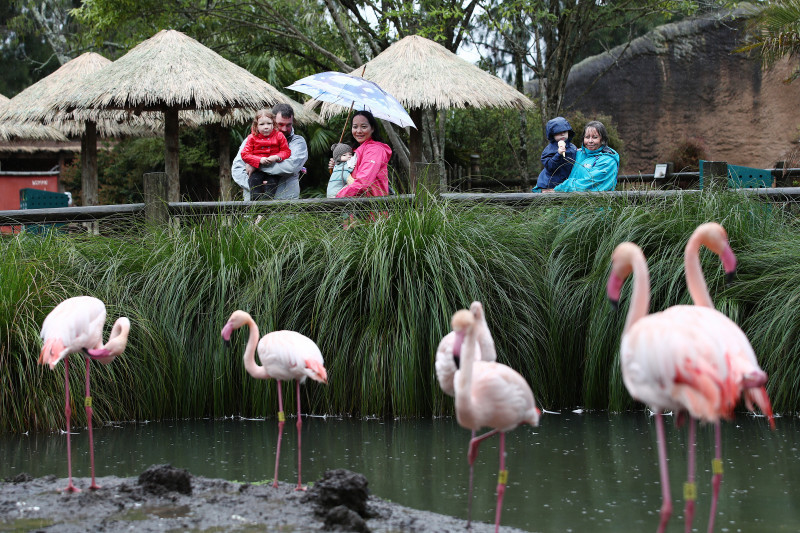 Auckland Zoo Reopens As Coronavirus Restrictions Continue To Ease In New Zealand