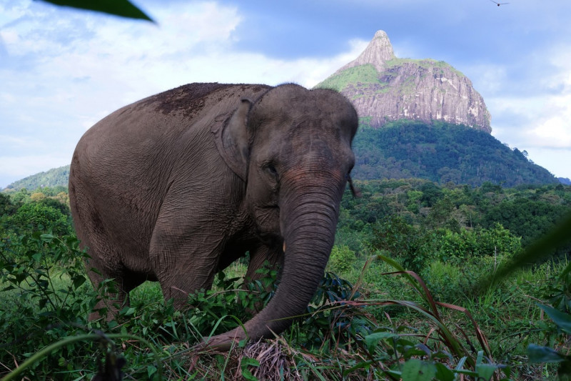 Sumatran elephant at the Conservation park in South Sumatra - 21 February 2020