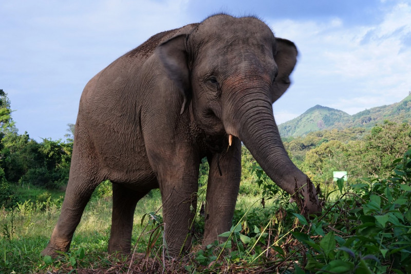 Sumatran elephant at the Conservation park in South Sumatra - 21 February 2020
