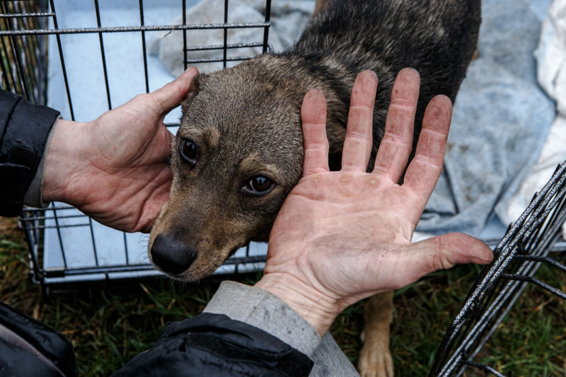 Uzhhorod animal shelter accepts dogs evacuated from Irpin, Ukraine - 09 Apr 2022