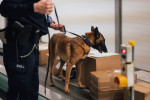 Cologne, Germany. 21st Oct, 2022. A customs dog handler searches for packages containing drugs with his sniffer dog in the cargo area of Cologne/Bonn Airport. Customs checks several hundred packages every night in search of drugs. Credit: Marius Becker/dp