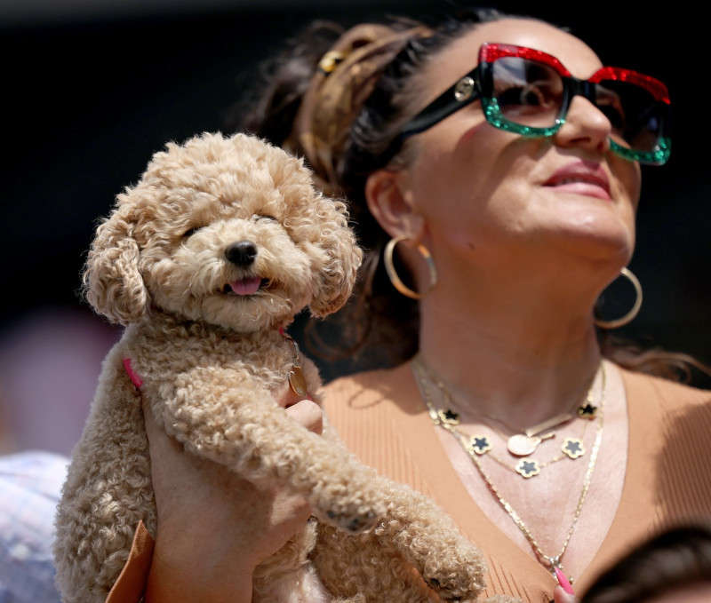 Bianca Andreescu's dog Coco at the 2021 US Open