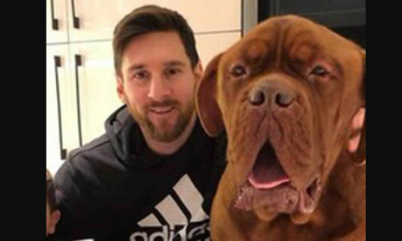 Anunț copleșitor despre celebrul câine al lui Leo Messi! Ce urmează să se întâmple cu uriașul Hulk