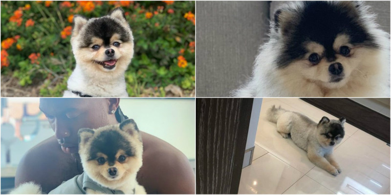 collage catel sturridge