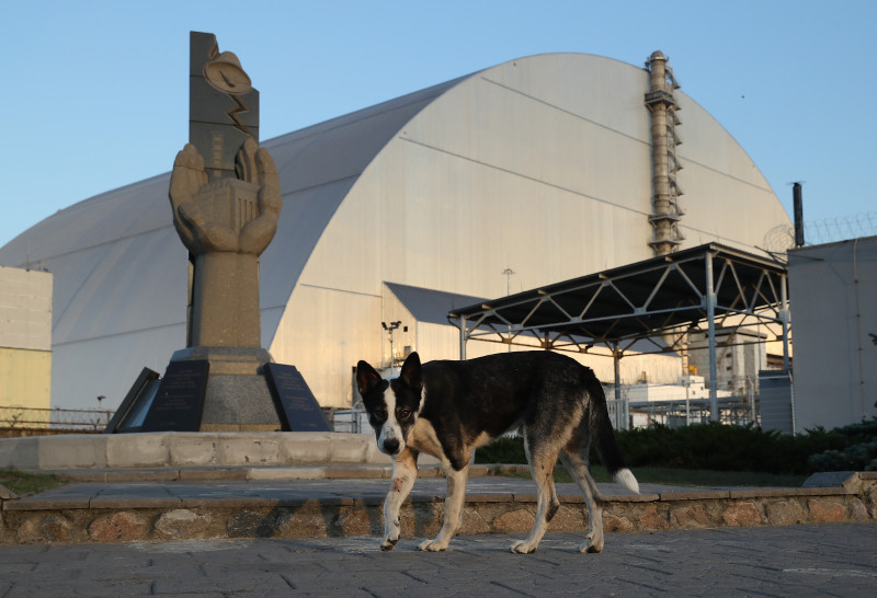 The Stray Dogs Of Chernobyl