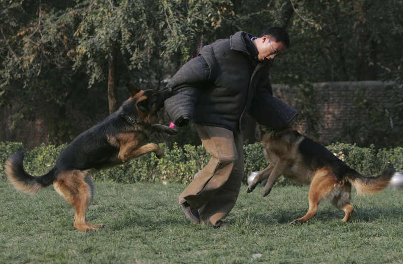 Police Dog Team Prepares For Olympic Security