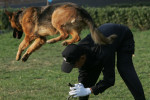 Police Dog Team Prepares For Olympic Security