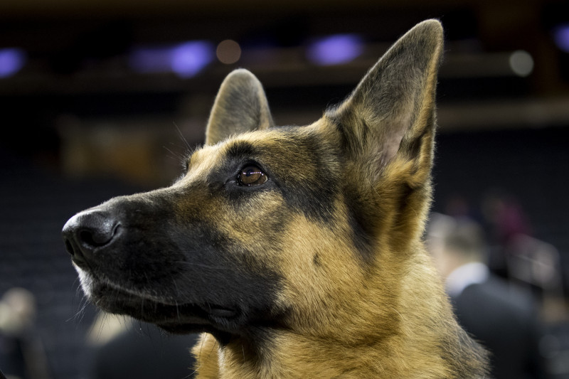 Canine Champions Compete In The Westminster Dog Show