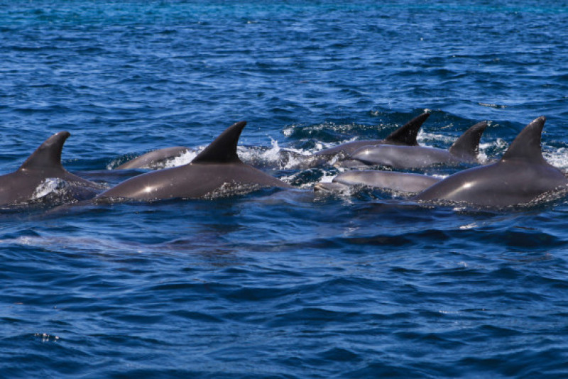 tur delfini zanzibar