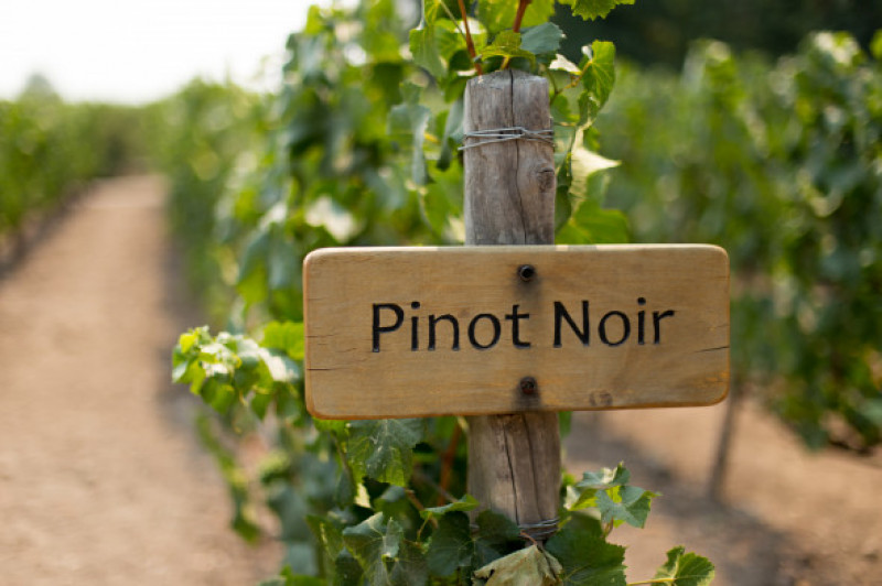 Pinot,Noir,Wine,Sign