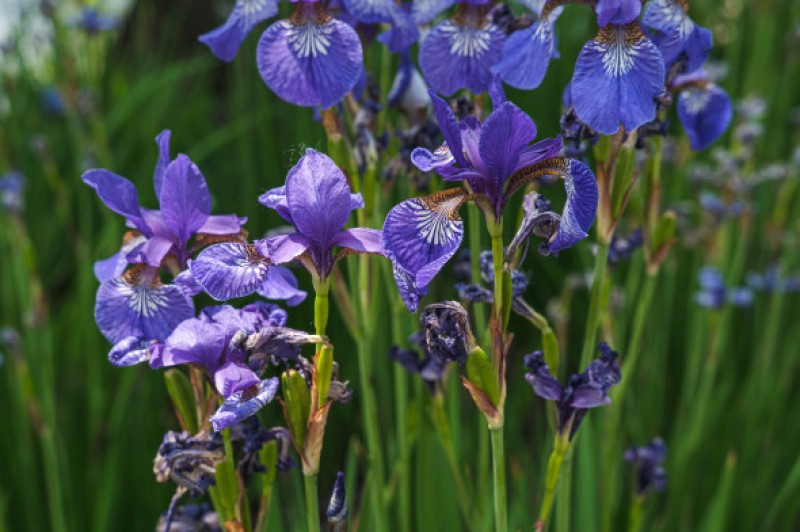 Iris/ Shutterstock