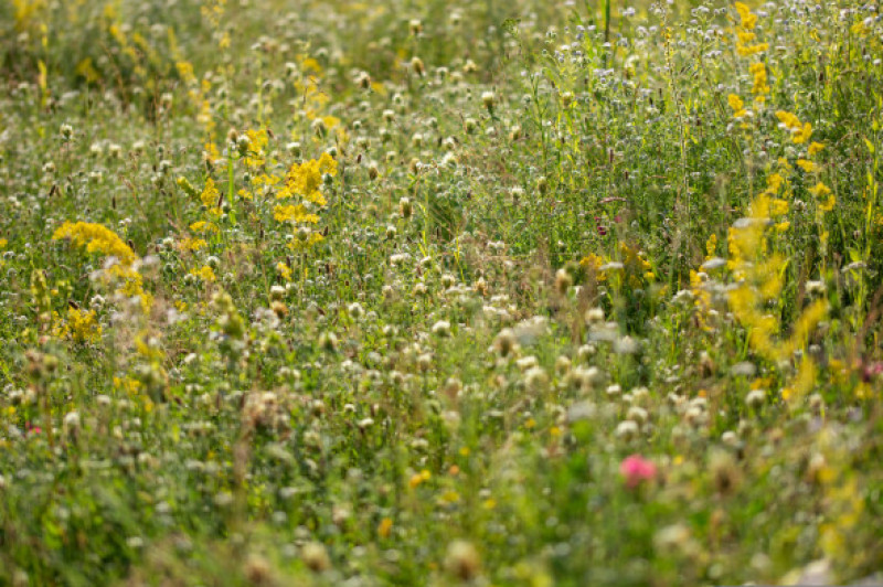 Sanziene,Flowers,sanziene,,The,Romanian,Midsummer,Day,sanziene,-,Lady's,Bedstraw,galium,Verum