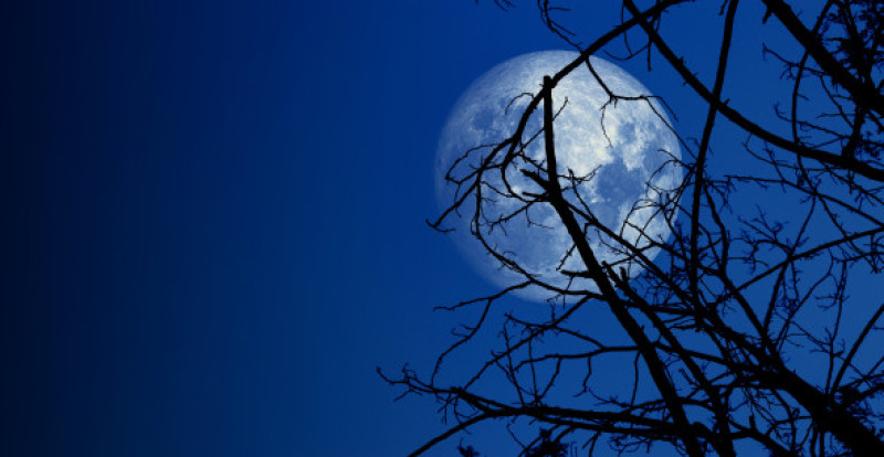 Big,Full,Moon,Shining,Through,Dry,Tree,Branches,In,Dark