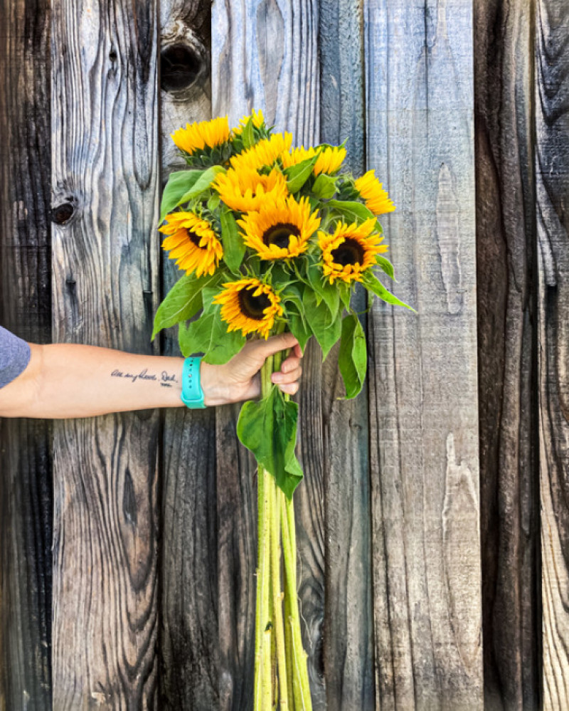 Woman's  hand holding a bunch of yellow sunflowers