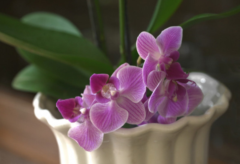 A bright pink orchid in a ceramic vase. close up.