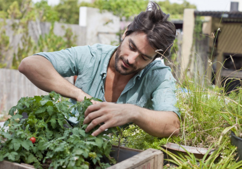man examining tomato plant on his terrace