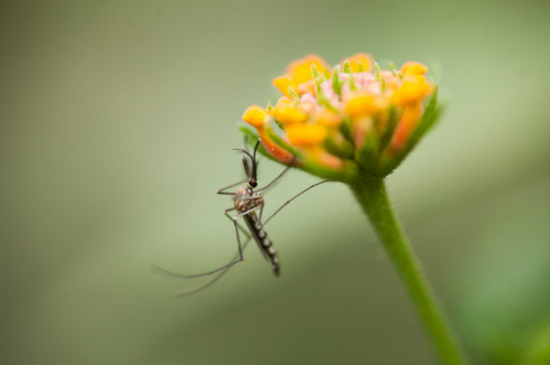 A mosquito on a flower